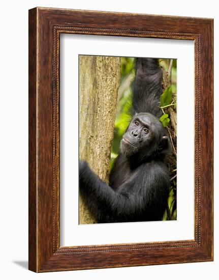 Africa, Uganda, Kibale National Park. Wild female chimpanzee chews wood.-Kristin Mosher-Framed Photographic Print