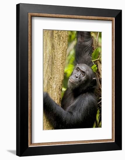 Africa, Uganda, Kibale National Park. Wild female chimpanzee chews wood.-Kristin Mosher-Framed Photographic Print