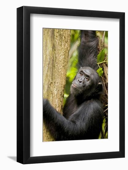 Africa, Uganda, Kibale National Park. Wild female chimpanzee chews wood.-Kristin Mosher-Framed Photographic Print
