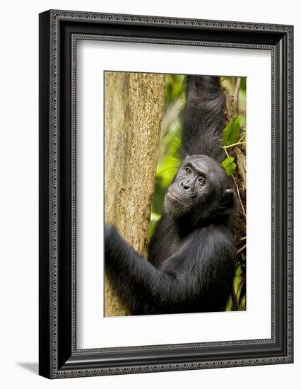 Africa, Uganda, Kibale National Park. Wild female chimpanzee chews wood.-Kristin Mosher-Framed Photographic Print