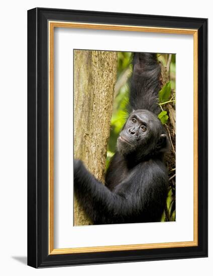 Africa, Uganda, Kibale National Park. Wild female chimpanzee chews wood.-Kristin Mosher-Framed Photographic Print