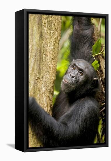 Africa, Uganda, Kibale National Park. Wild female chimpanzee chews wood.-Kristin Mosher-Framed Premier Image Canvas