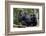 Africa, Uganda, Kibale National Park. Wild female chimpanzee with her daughter.-Kristin Mosher-Framed Photographic Print