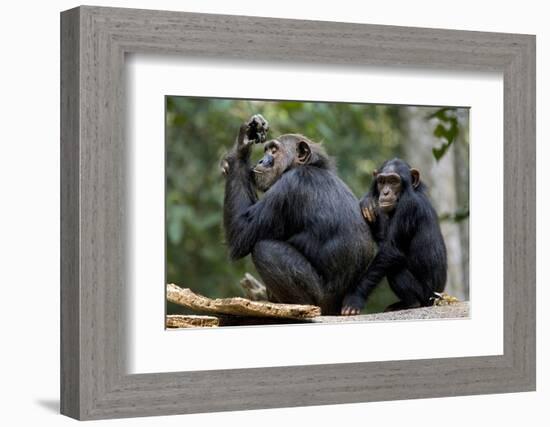 Africa, Uganda, Kibale National Park. Wild female chimpanzee with her daughter.-Kristin Mosher-Framed Photographic Print