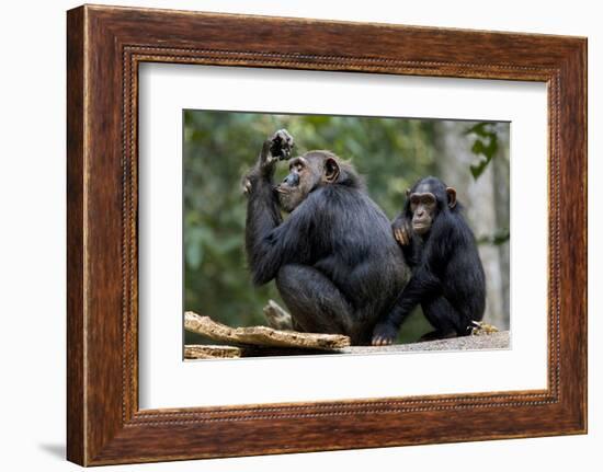 Africa, Uganda, Kibale National Park. Wild female chimpanzee with her daughter.-Kristin Mosher-Framed Photographic Print