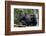 Africa, Uganda, Kibale National Park. Wild female chimpanzee with her daughter.-Kristin Mosher-Framed Photographic Print