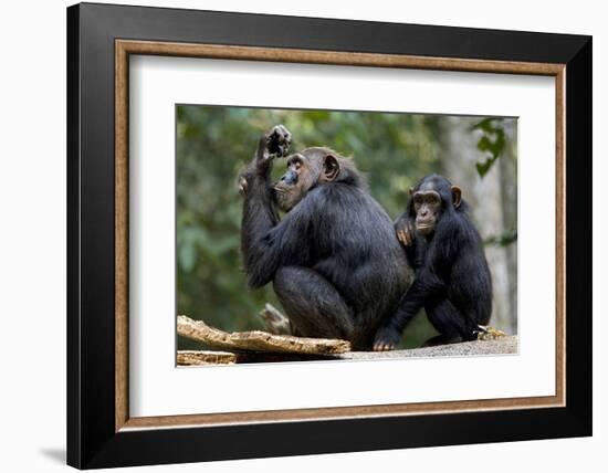 Africa, Uganda, Kibale National Park. Wild female chimpanzee with her daughter.-Kristin Mosher-Framed Photographic Print