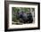 Africa, Uganda, Kibale National Park. Wild female chimpanzee with her daughter.-Kristin Mosher-Framed Photographic Print