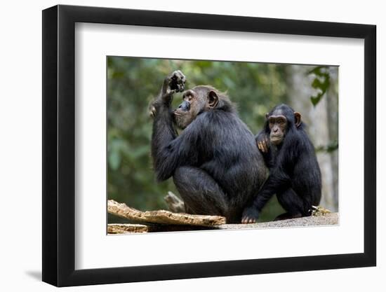 Africa, Uganda, Kibale National Park. Wild female chimpanzee with her daughter.-Kristin Mosher-Framed Photographic Print