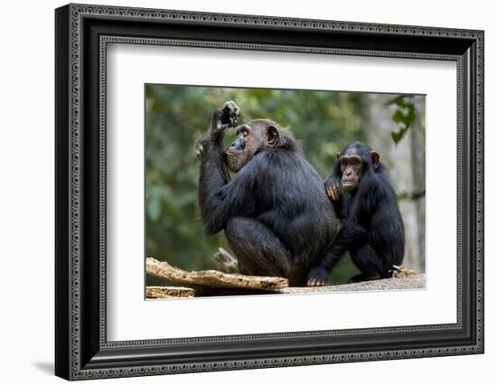 Africa, Uganda, Kibale National Park. Wild female chimpanzee with her daughter.-Kristin Mosher-Framed Photographic Print