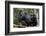 Africa, Uganda, Kibale National Park. Wild female chimpanzee with her daughter.-Kristin Mosher-Framed Photographic Print