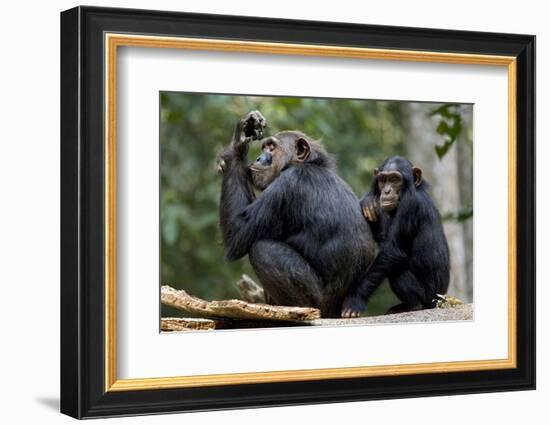 Africa, Uganda, Kibale National Park. Wild female chimpanzee with her daughter.-Kristin Mosher-Framed Photographic Print