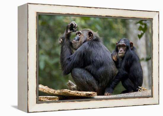 Africa, Uganda, Kibale National Park. Wild female chimpanzee with her daughter.-Kristin Mosher-Framed Premier Image Canvas