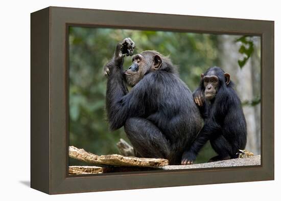 Africa, Uganda, Kibale National Park. Wild female chimpanzee with her daughter.-Kristin Mosher-Framed Premier Image Canvas