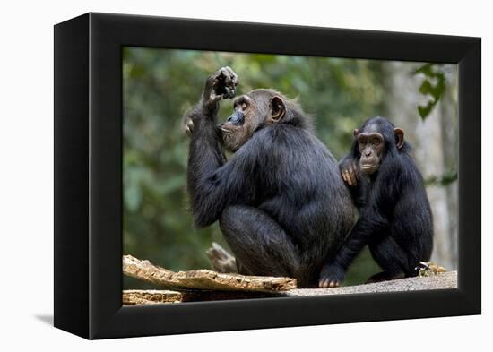 Africa, Uganda, Kibale National Park. Wild female chimpanzee with her daughter.-Kristin Mosher-Framed Premier Image Canvas