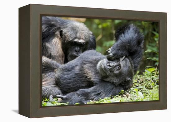 Africa, Uganda, Kibale National Park. Wild male chimpanzee relaxes.-Kristin Mosher-Framed Premier Image Canvas