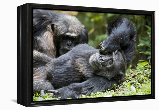 Africa, Uganda, Kibale National Park. Wild male chimpanzee relaxes.-Kristin Mosher-Framed Premier Image Canvas