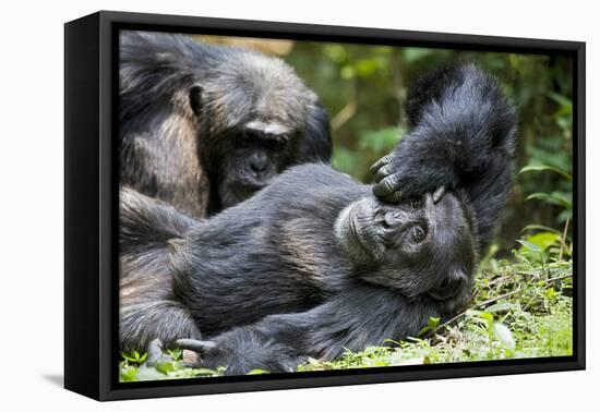 Africa, Uganda, Kibale National Park. Wild male chimpanzee relaxes.-Kristin Mosher-Framed Premier Image Canvas