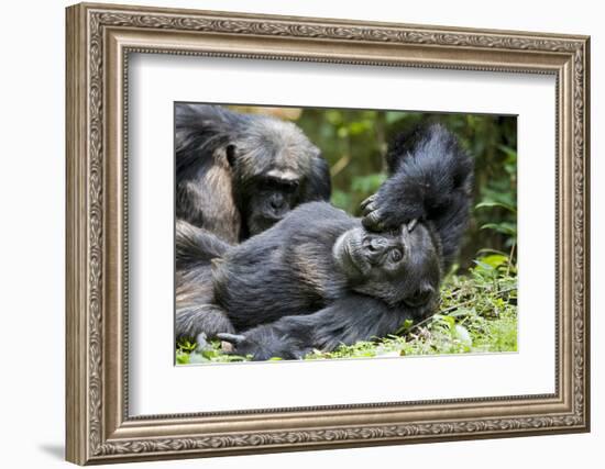 Africa, Uganda, Kibale National Park. Wild male chimpanzee relaxes.-Kristin Mosher-Framed Photographic Print