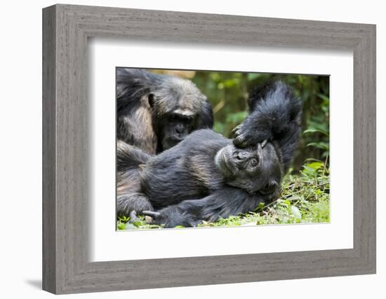 Africa, Uganda, Kibale National Park. Wild male chimpanzee relaxes.-Kristin Mosher-Framed Photographic Print