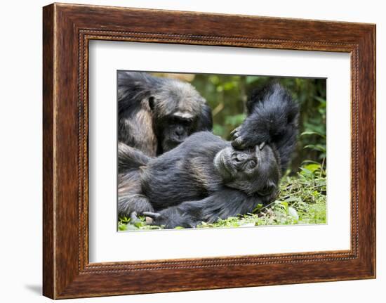 Africa, Uganda, Kibale National Park. Wild male chimpanzee relaxes.-Kristin Mosher-Framed Photographic Print