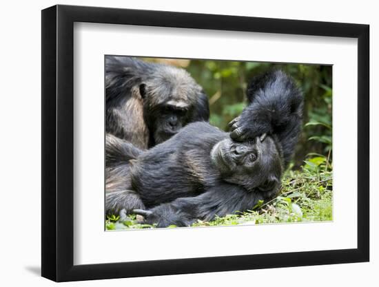 Africa, Uganda, Kibale National Park. Wild male chimpanzee relaxes.-Kristin Mosher-Framed Photographic Print