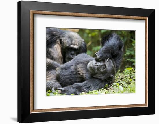 Africa, Uganda, Kibale National Park. Wild male chimpanzee relaxes.-Kristin Mosher-Framed Photographic Print