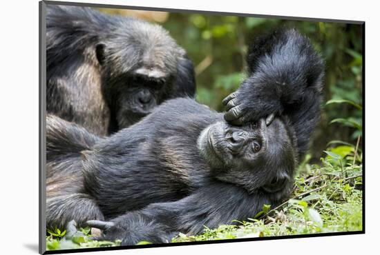 Africa, Uganda, Kibale National Park. Wild male chimpanzee relaxes.-Kristin Mosher-Mounted Photographic Print
