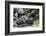 Africa, Uganda, Kibale National Park. Wild male chimpanzee relaxes.-Kristin Mosher-Framed Photographic Print