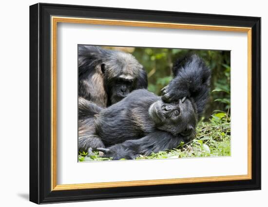 Africa, Uganda, Kibale National Park. Wild male chimpanzee relaxes.-Kristin Mosher-Framed Photographic Print