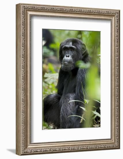 Africa, Uganda, Kibale National Park. Wild male chimpanzee sits observing his surroundings.-Kristin Mosher-Framed Photographic Print