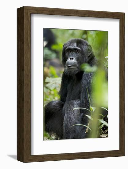 Africa, Uganda, Kibale National Park. Wild male chimpanzee sits observing his surroundings.-Kristin Mosher-Framed Photographic Print
