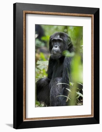 Africa, Uganda, Kibale National Park. Wild male chimpanzee sits observing his surroundings.-Kristin Mosher-Framed Photographic Print