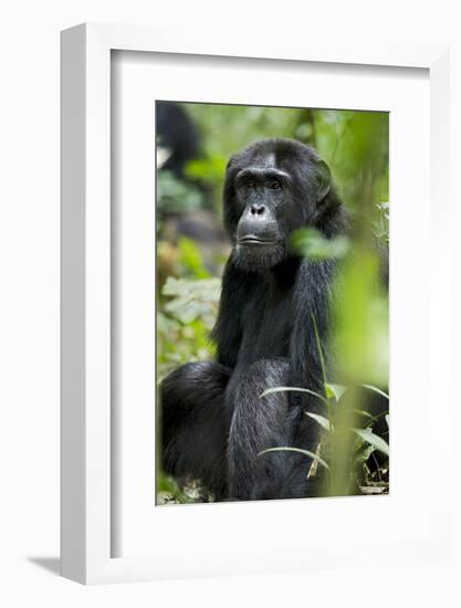 Africa, Uganda, Kibale National Park. Wild male chimpanzee sits observing his surroundings.-Kristin Mosher-Framed Photographic Print