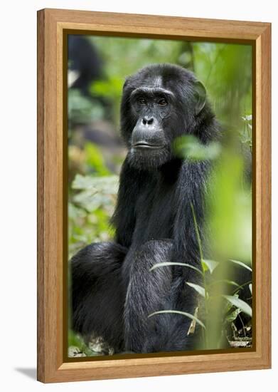 Africa, Uganda, Kibale National Park. Wild male chimpanzee sits observing his surroundings.-Kristin Mosher-Framed Premier Image Canvas