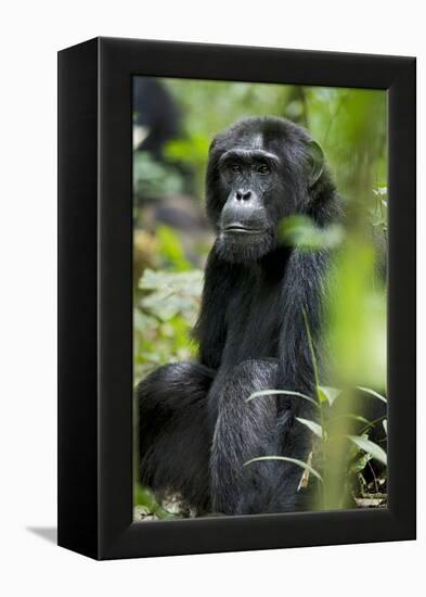 Africa, Uganda, Kibale National Park. Wild male chimpanzee sits observing his surroundings.-Kristin Mosher-Framed Premier Image Canvas