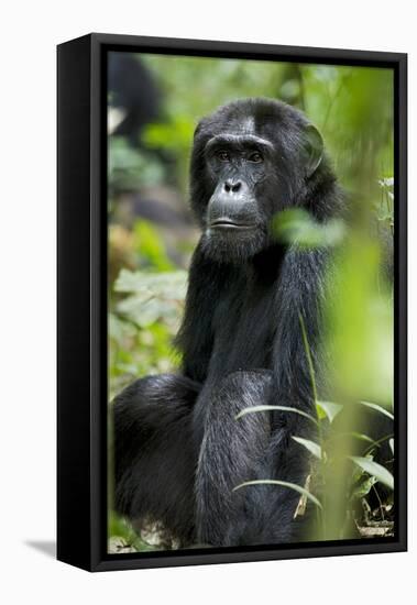 Africa, Uganda, Kibale National Park. Wild male chimpanzee sits observing his surroundings.-Kristin Mosher-Framed Premier Image Canvas