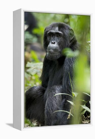 Africa, Uganda, Kibale National Park. Wild male chimpanzee sits observing his surroundings.-Kristin Mosher-Framed Premier Image Canvas