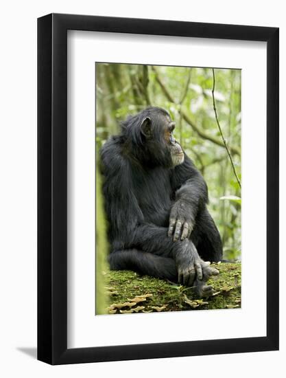 Africa, Uganda, Kibale National Park. Wild male chimpanzee sits on a log.-Kristin Mosher-Framed Photographic Print