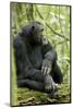 Africa, Uganda, Kibale National Park. Wild male chimpanzee sits on a log.-Kristin Mosher-Mounted Photographic Print