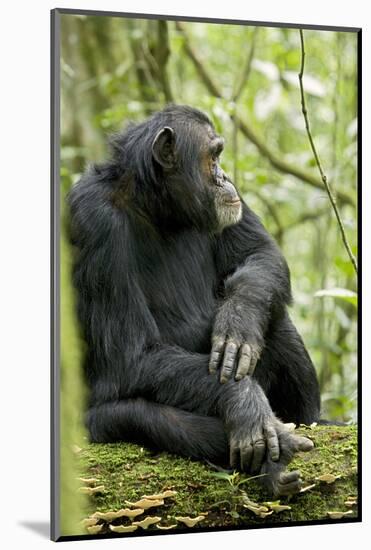 Africa, Uganda, Kibale National Park. Wild male chimpanzee sits on a log.-Kristin Mosher-Mounted Photographic Print