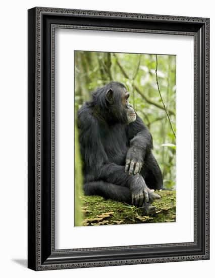 Africa, Uganda, Kibale National Park. Wild male chimpanzee sits on a log.-Kristin Mosher-Framed Photographic Print