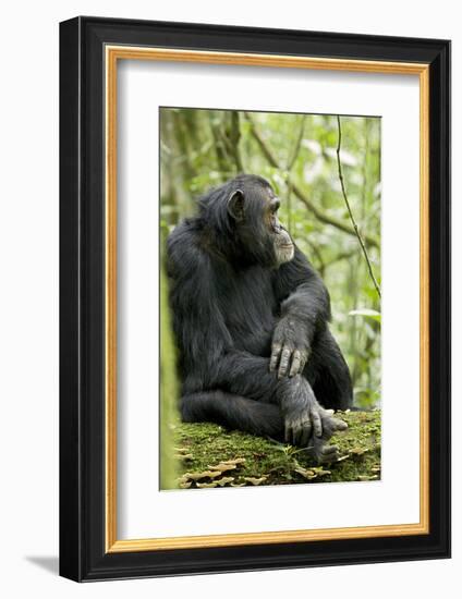 Africa, Uganda, Kibale National Park. Wild male chimpanzee sits on a log.-Kristin Mosher-Framed Photographic Print