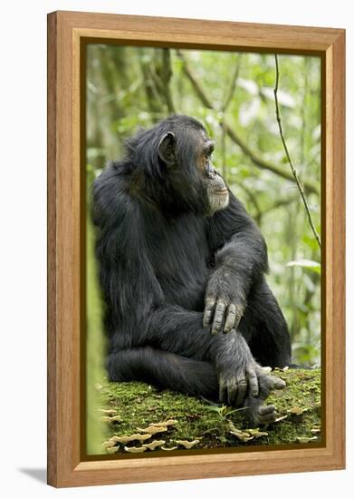 Africa, Uganda, Kibale National Park. Wild male chimpanzee sits on a log.-Kristin Mosher-Framed Premier Image Canvas