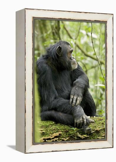 Africa, Uganda, Kibale National Park. Wild male chimpanzee sits on a log.-Kristin Mosher-Framed Premier Image Canvas