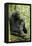 Africa, Uganda, Kibale National Park. Wild male chimpanzee sits on a log.-Kristin Mosher-Framed Premier Image Canvas
