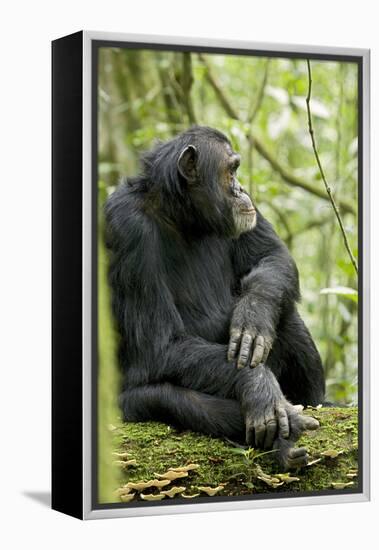 Africa, Uganda, Kibale National Park. Wild male chimpanzee sits on a log.-Kristin Mosher-Framed Premier Image Canvas