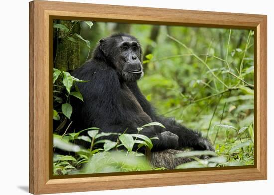Africa, Uganda, Kibale National Park. Wild male chimpanzee sits.-Kristin Mosher-Framed Premier Image Canvas