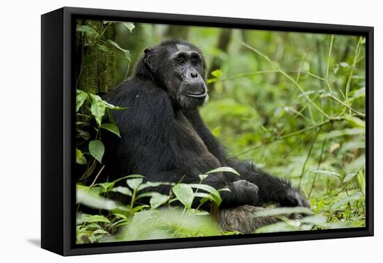 Africa, Uganda, Kibale National Park. Wild male chimpanzee sits.-Kristin Mosher-Framed Premier Image Canvas