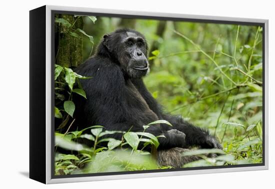 Africa, Uganda, Kibale National Park. Wild male chimpanzee sits.-Kristin Mosher-Framed Premier Image Canvas